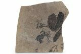 Fossil Leaf (Betula) Plate - McAbee, BC #226143-1